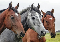 Родиной современных лошадей является территория нынешнего Волго-Донского региона России, где они появились 2200 лет до нашей эры