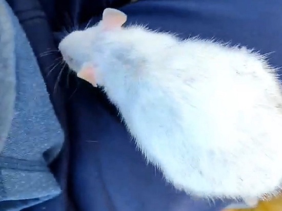 Крысы, которых выбросили в Старицких пещерах Тверской области, оказались больны генетическими заболеваниями