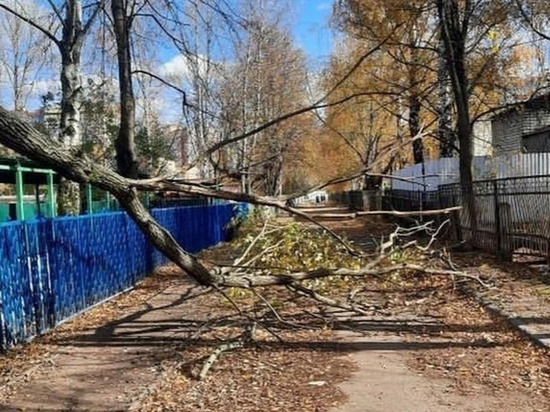 В Брянске от порыва ветра упало дерево