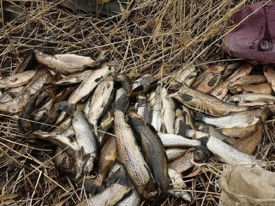 Житель Северодвинска был задержан с несколькими десятками нерестовой рыбы, сетями и оружием