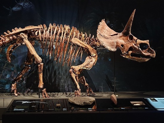 Самый большой в мире скелет трицератопса продан на торгах