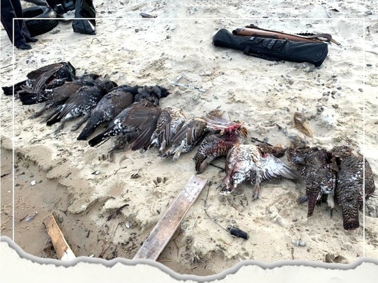 Нелегальная охота: 11 глухарей убили браконьеры из Надыма