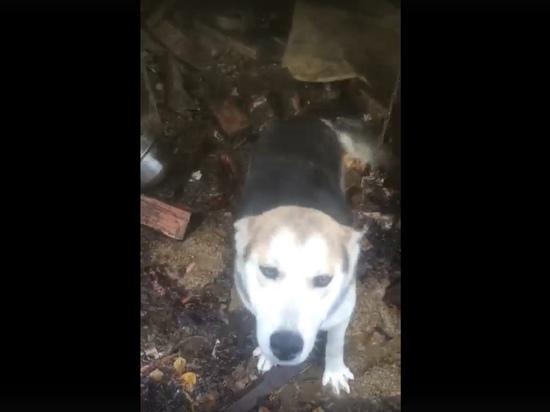 В поселке Оленино спасают собаку, привязанную на пепелище хозяином