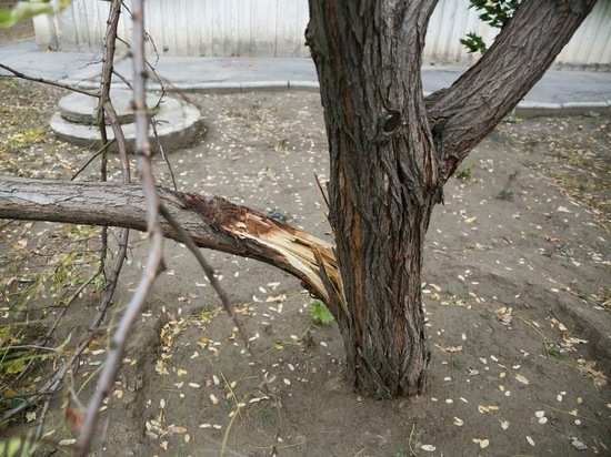 На юге Волгограда иномарка влетела в дерево после ДТП с грузовиком