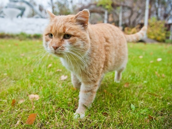 В организме кошек нашли бактерии, способные бороться со стафилококками