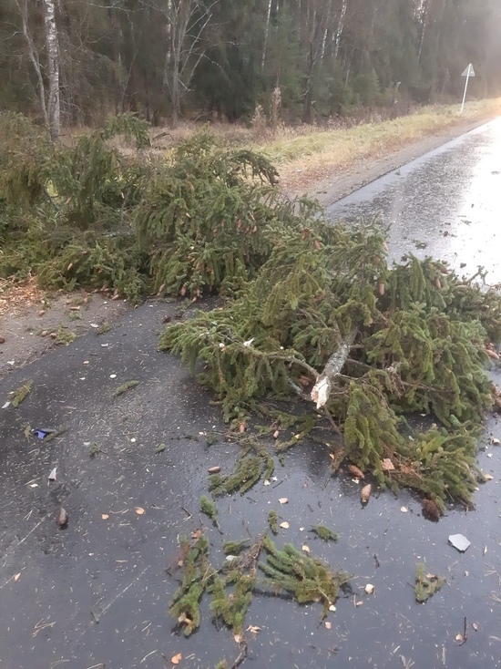 В Ивановской области водителя мопеда убило упавшее дерево