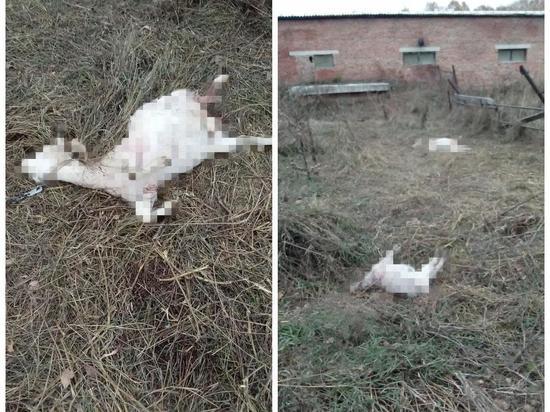 Козленка с мамой загрызли бродячие собаки под Новосибирском