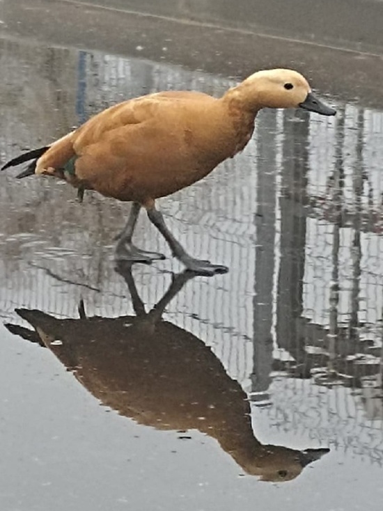 Необычную красную утку заметили в Пскове