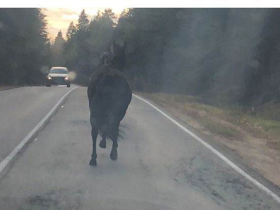 В Сосновом Бору на дороге заметили диких лошадей