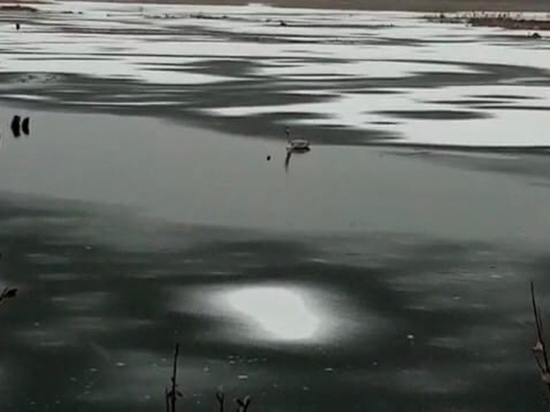 Зоозащитники призвали ямальцев не помогать лебедю на замерзающем озере Надыма