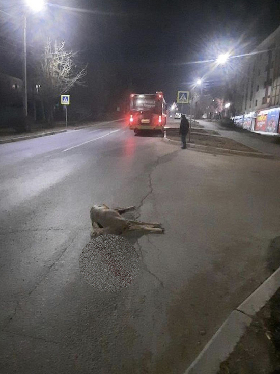 В Улан-Удэ водитель автобуса насмерть сбил косулю