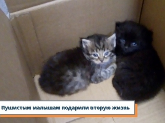 В Ярославской области сотрудники МЧС спасали котиков