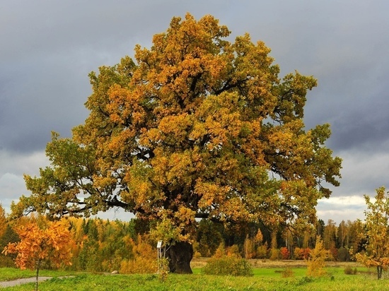 Ивановский дуб занесен в национальный реестр