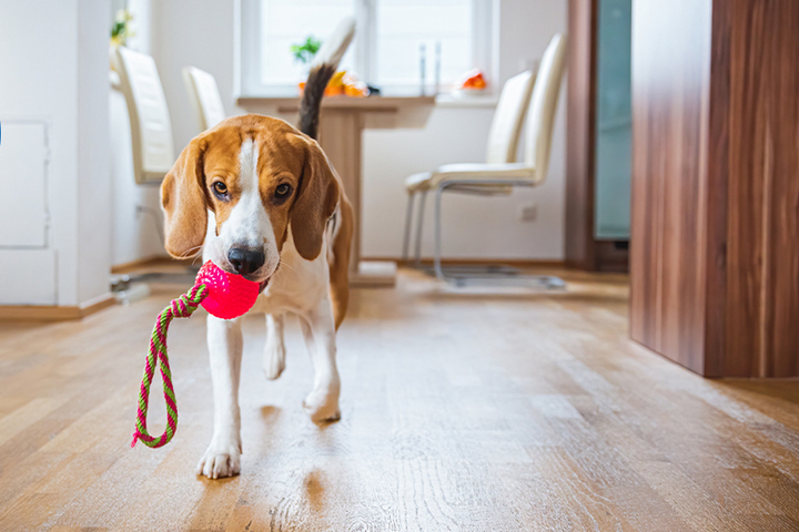 Эксперт дал совет как развлечь собаку, когда работаешь дома удаленно