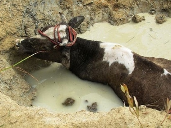 Спасатели Брянки спасли упавшую в яму корову