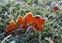 Во вторник, 26 октября, в Белгородской области будет морозно: ночью температура воздуха снизится до -7 градусов
