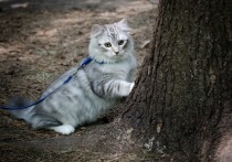 Гулять на поводке можно научить любую кошку, но есть породы, которым это необходимо, сообщает портал «Домашний очаг»