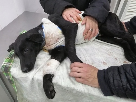 Полицейские спасли щенка, которого чуть не зарезали в Чите