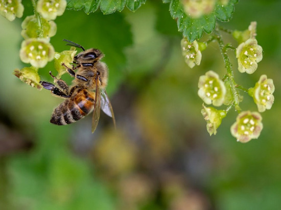19 алтайских аграриев ответят за массовую гибель пчел