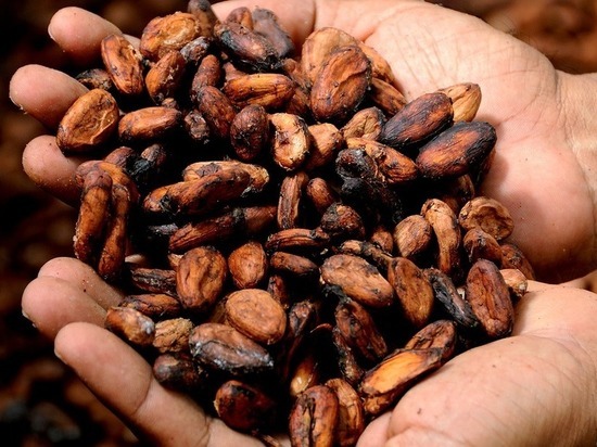 В России захотели ввести нулевые пошлины на какао-продукты
