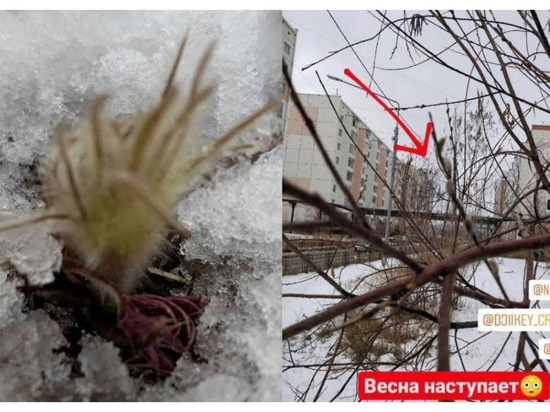 В Якутии зацвели подснежники и распустилась верба