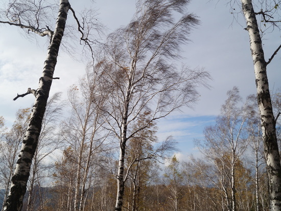 Ветер до 25 метров в секунду вернется в Красноярск в среду