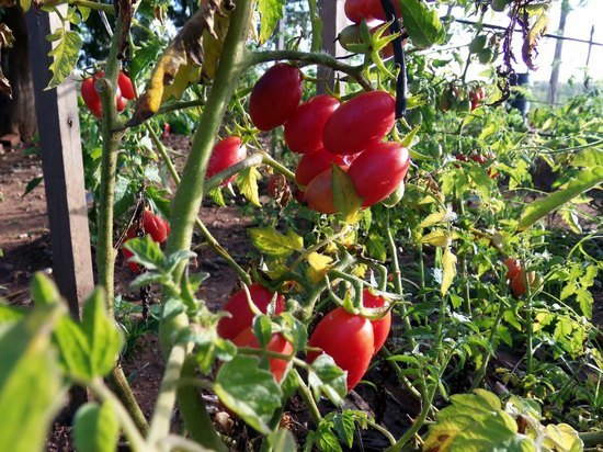 Раскрыто, можно ли собирать семена с томатов, которые болели фитофторозом