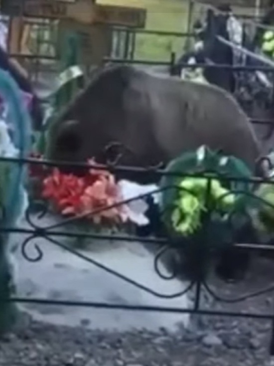 Кладбищенский медведь оказался не костромским