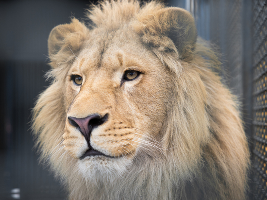 РМК помогла льву Симбе и леопарду Еве улететь в Африку