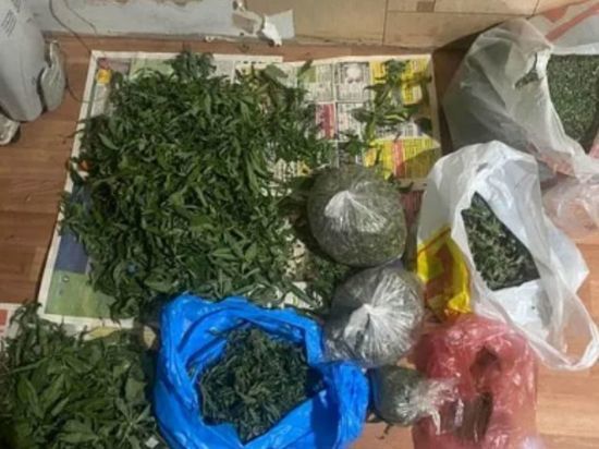 В Ленобласти взяли дельцов, спрятавших грядки с коноплей над луком