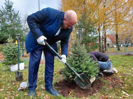 Почти 150 новых деревьев высаживают в Пскове