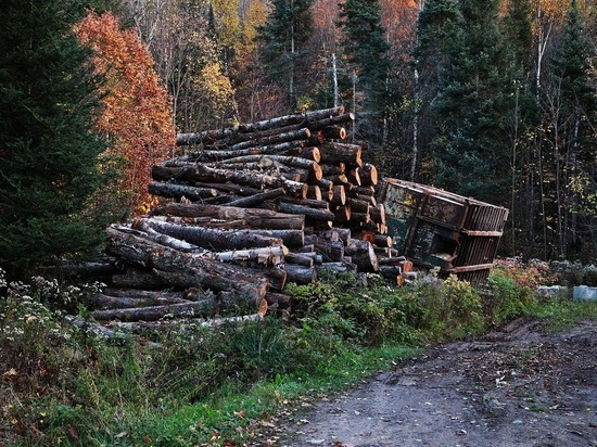 В Минприроды Хакасии рассказали о борьбе с незаконными рубками леса