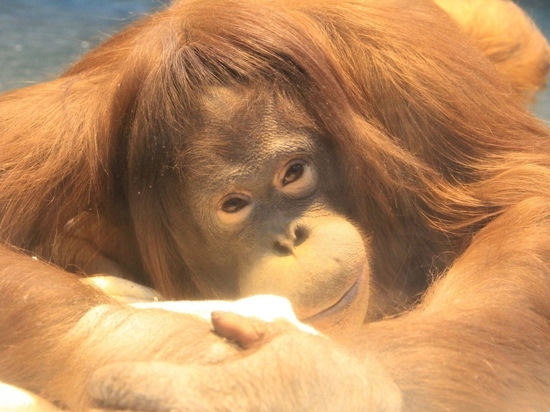 В зоопарке Ижевска отметит 25-летние орангутан Лола
