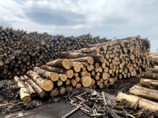 Лесную контрабанду на 3,2 миллиарда рублей выявили таможенники в Хабаровске