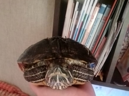 Забайкальские ветврачи спасли черепаху после укусов собаки
