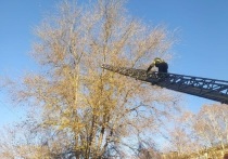 В городе Алексеевка домашний кот выбежал из дома и взобрался на высокое дерево