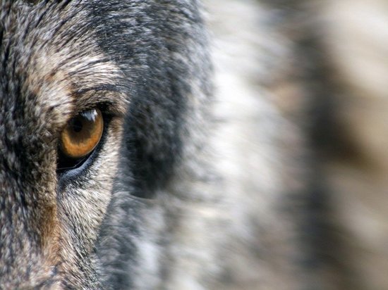 Волки убегают от охотников в Карелии на территорию заповедника