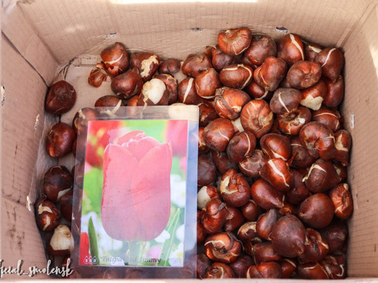 Более 15 тысяч голландских тюльпанов расцветут весной в Смоленске