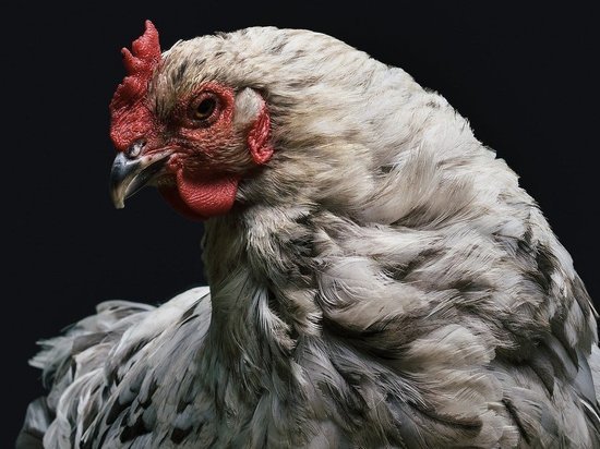 В Кировской области на птицефабрике массово гибнут птицы из-за гриппа