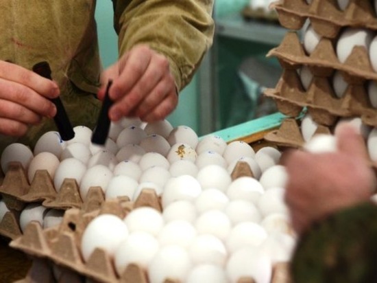 В следующем году на Чукотке увеличится производство куриных яиц