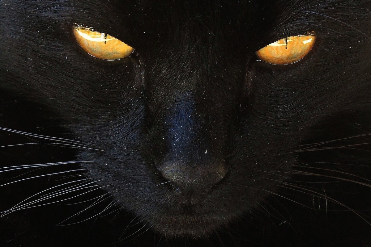 Черная Кошка Картинки