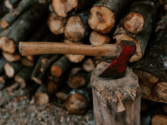 Два жителя Марий Эл незаконно вырубили деревья на полмиллиона рублей