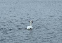 Историей одинокого лебедя на озере Долгом в Норильске заинтересовалось Министерство экологии Красноярского края. Птица уже неделю плавает в одиночестве и не собирается улетать.