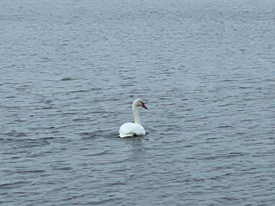 Одиноким лебедем на озере в Норильске заинтересовалось Минэкологии Красноярского края