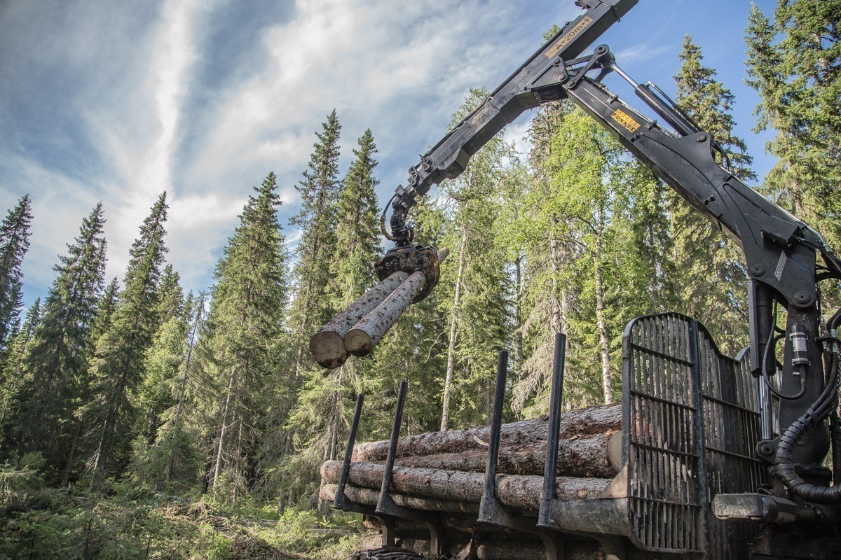 Segezha Group приступила к ответственному лесопользованию в Костромской области