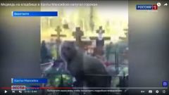 Жители Омска удивлены видео с медведем на кладбище 
