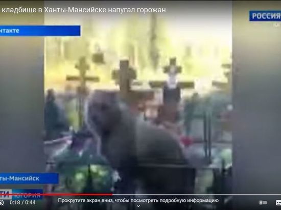 Жители Омска пересылают друг другу видео с вышедшим на кладбище медведем