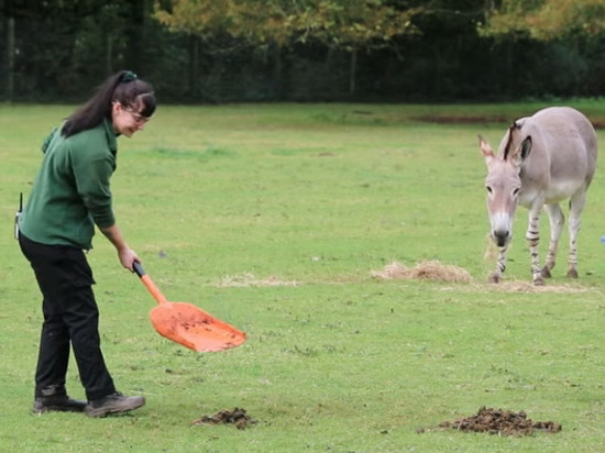 Британский зоопарк нашел применение фекалиям животных