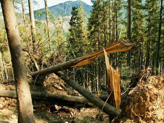 Ветер испортил 193 га новгородского леса с начала года