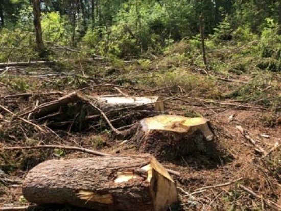 Во Владимирском регионе за вырубку леса дают условный срок